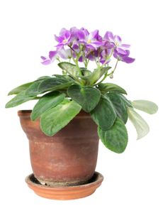 A Potted Violet Plant