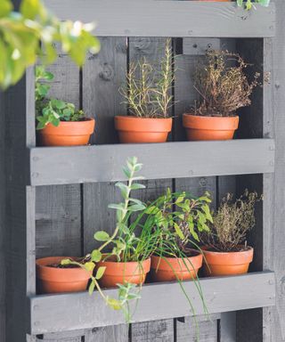 A pallet painted gray and mounted on a gray fence with potted herbs