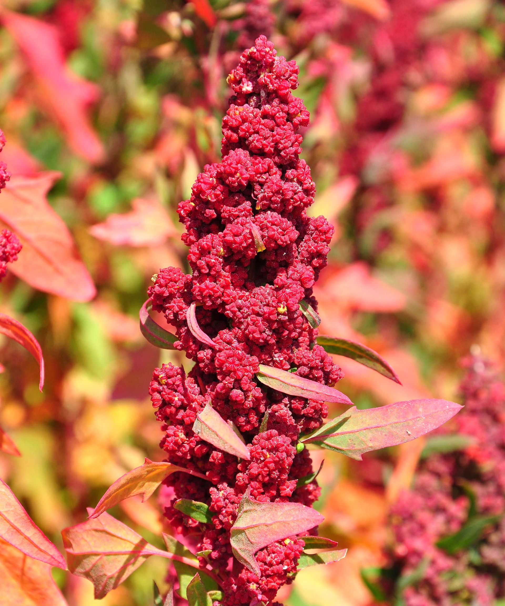 quinoa plant with rich red grain clusters in tall spire