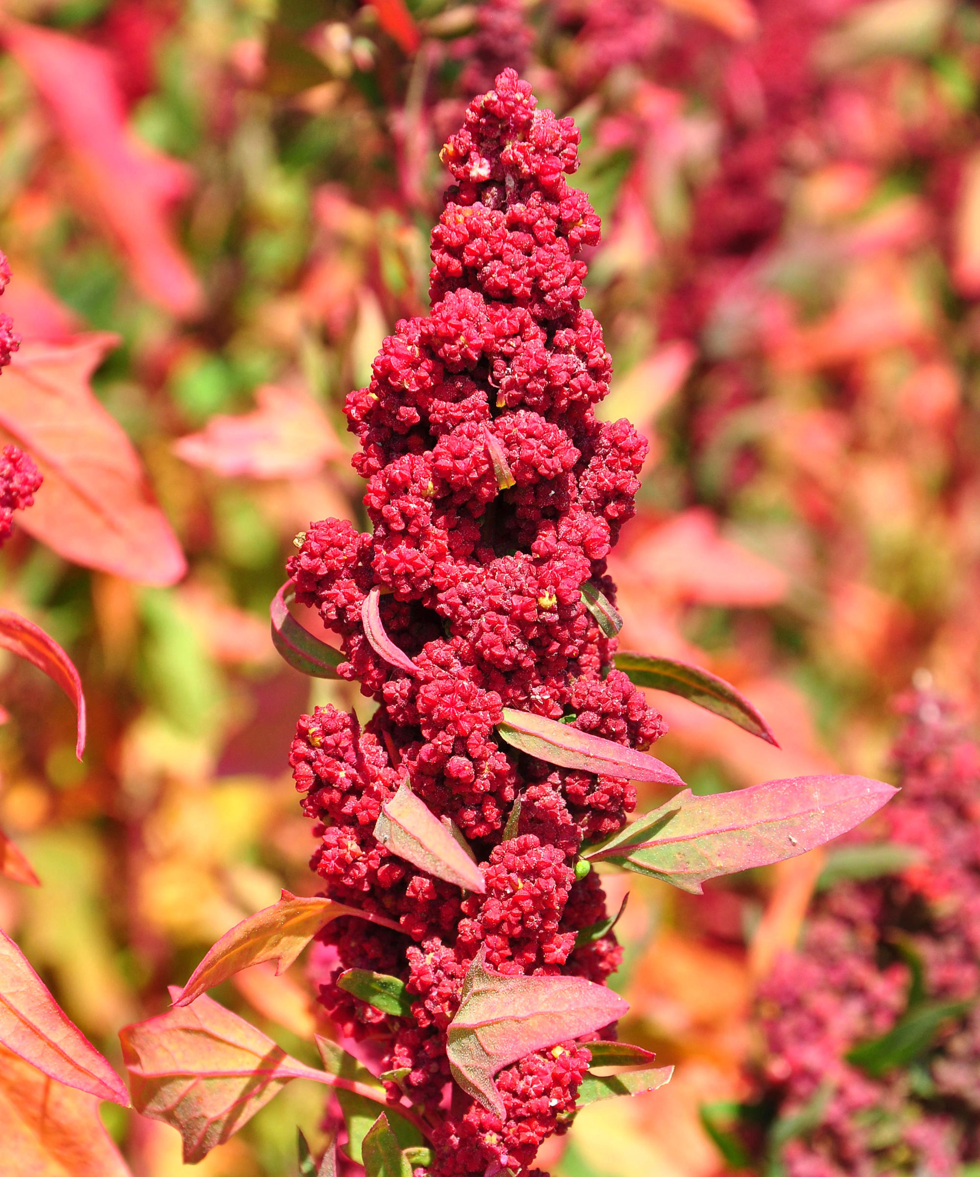 quinoa plant with rich red grain clusters in tall spire