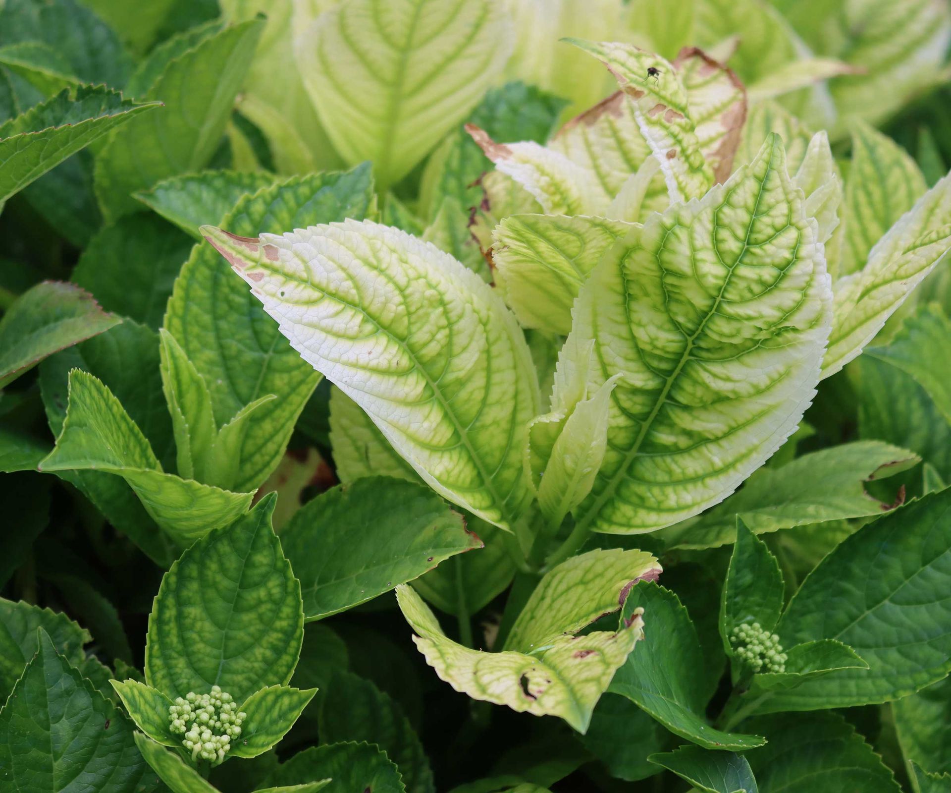 discolored hydrangea leaves with chlorosis