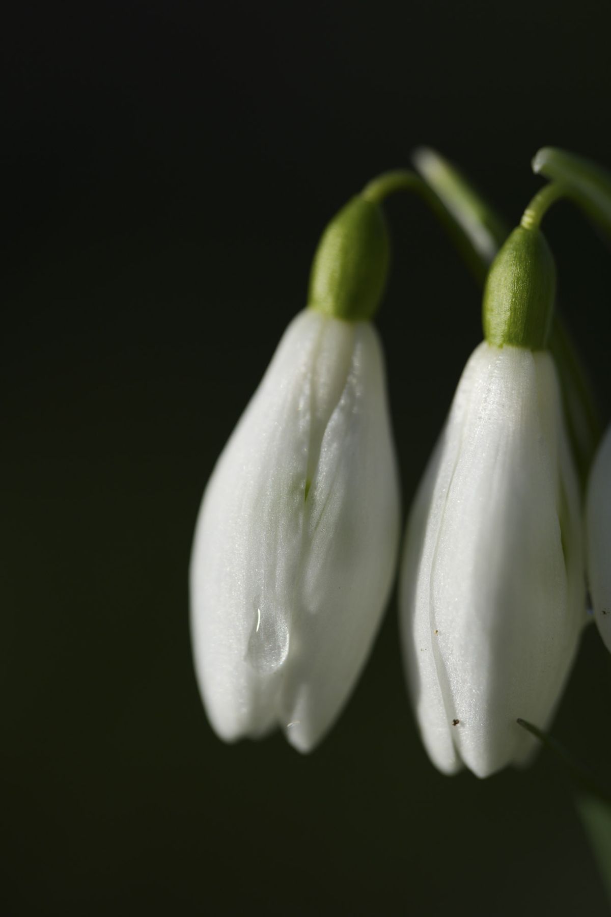 A comparison shot taken with the Sony FE 100mm f/2.8 Macro GM OSS lens showing with and without the Sony 2x teleconverter