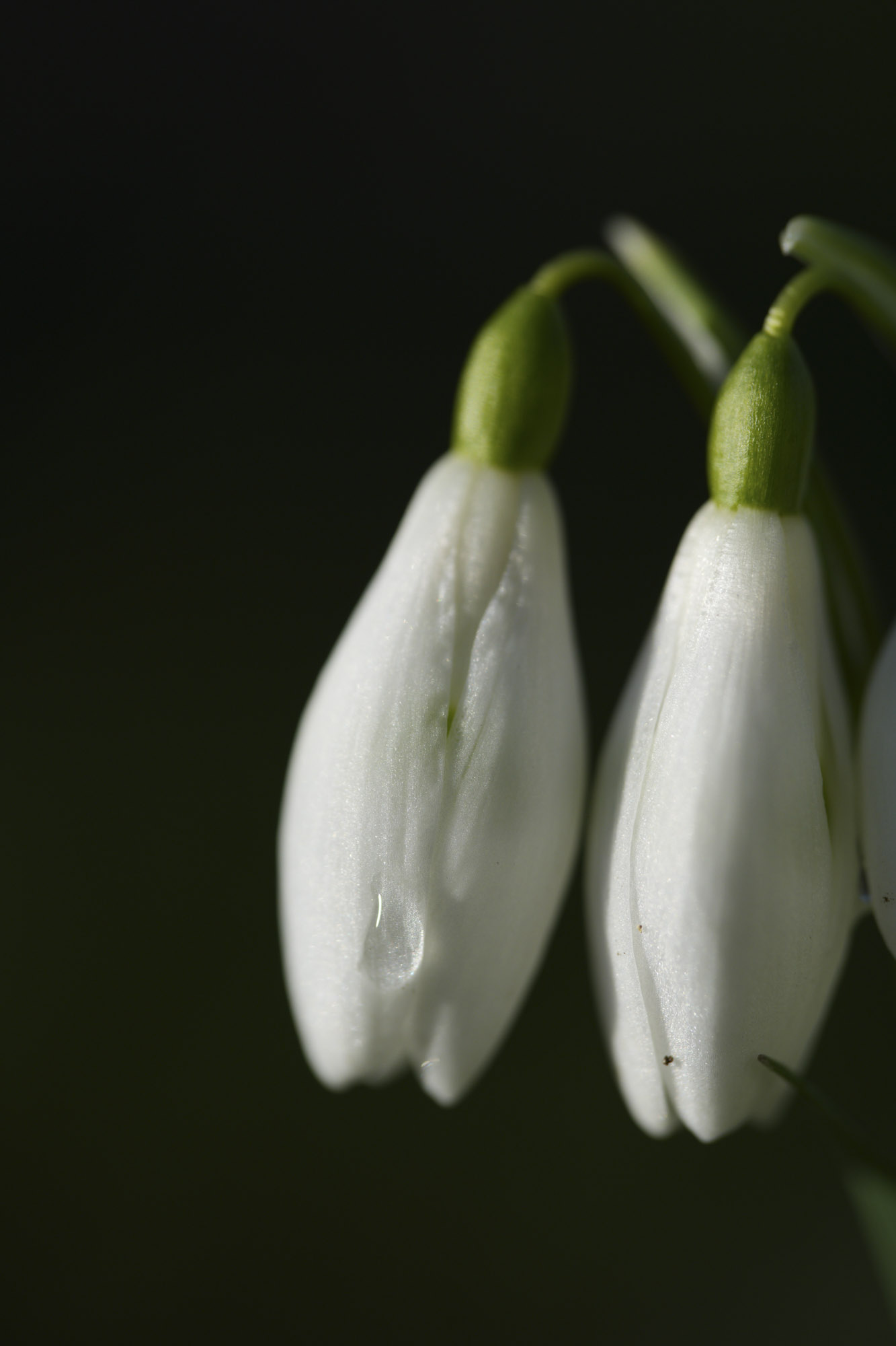 A comparison shot taken with the Sony FE 100mm f/2.8 Macro GM OSS lens showing with and without the Sony 2x teleconverter 