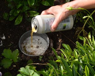 Making a slug pub or beer trap to protect plants from slugs