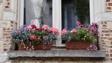 Window boxes in spring bloom