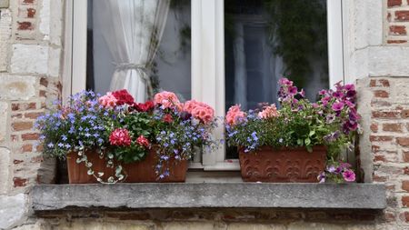 Window boxes in spring bloom