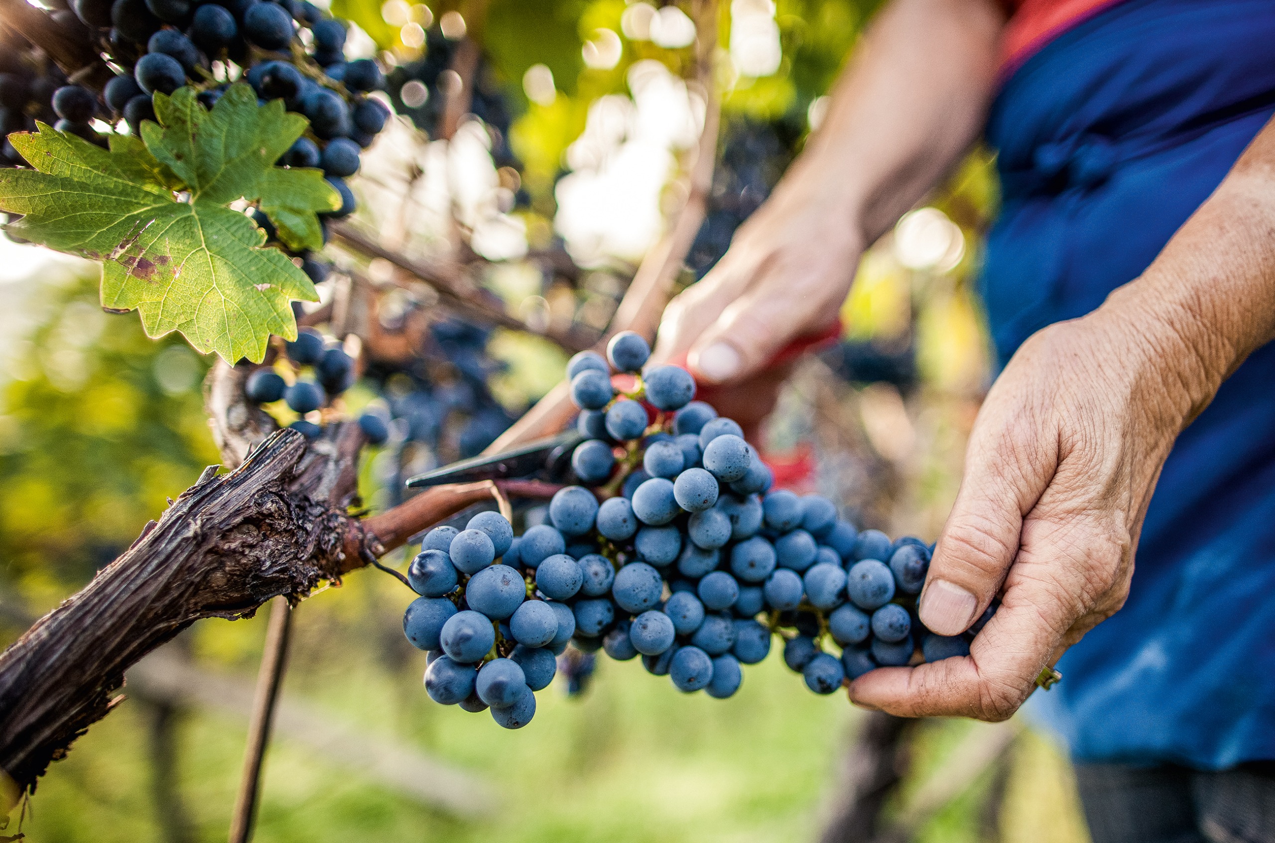 Black grapes being cut off a vine