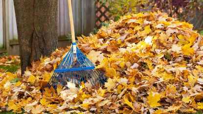 pile of autumn leaves