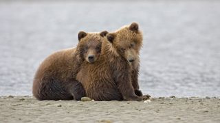 Brown Bear Cubs at Hallo Bay in Alaska