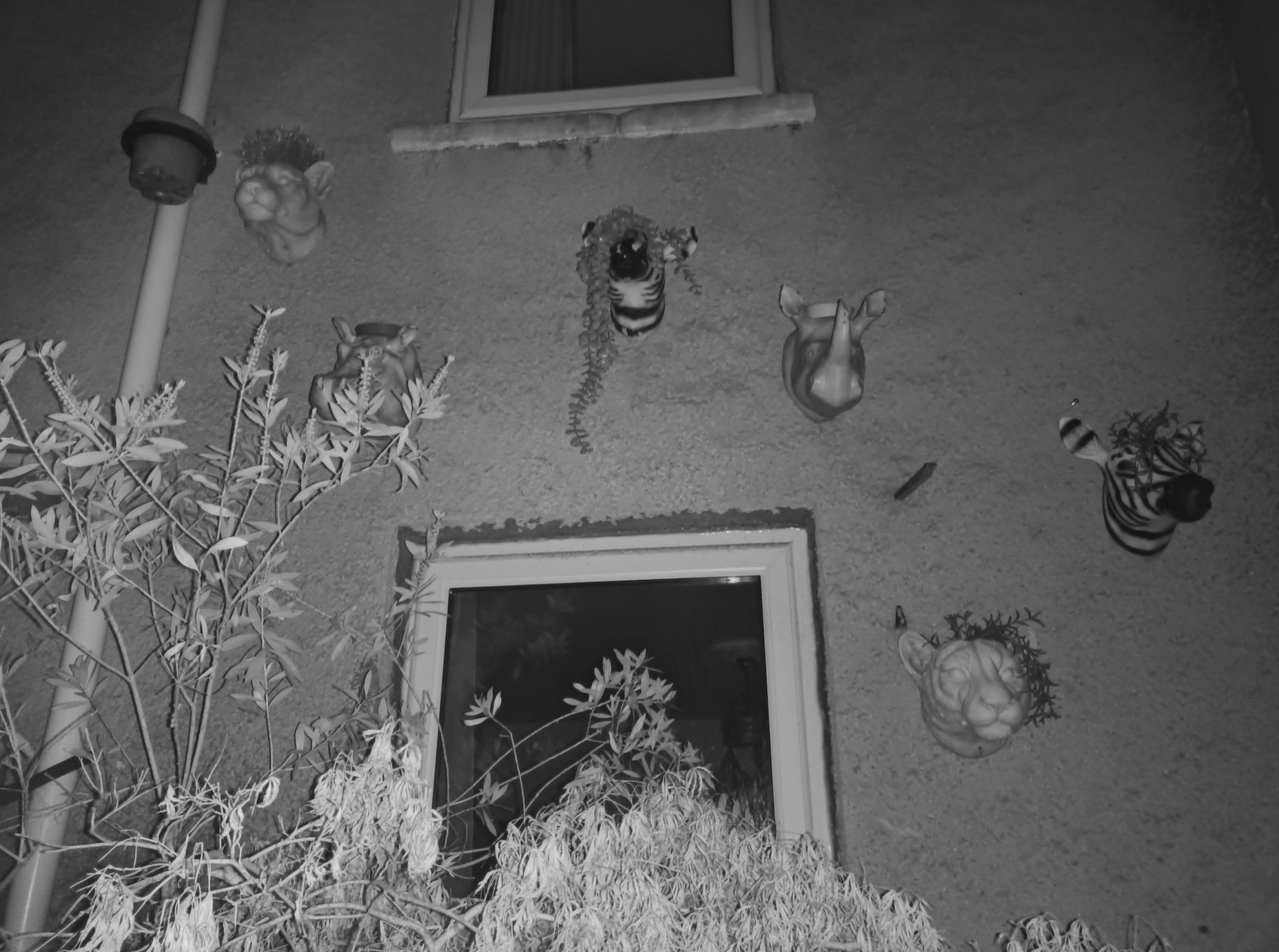 This black-and-white picture captures a building wall with planters shaped like animal heads and two windows.