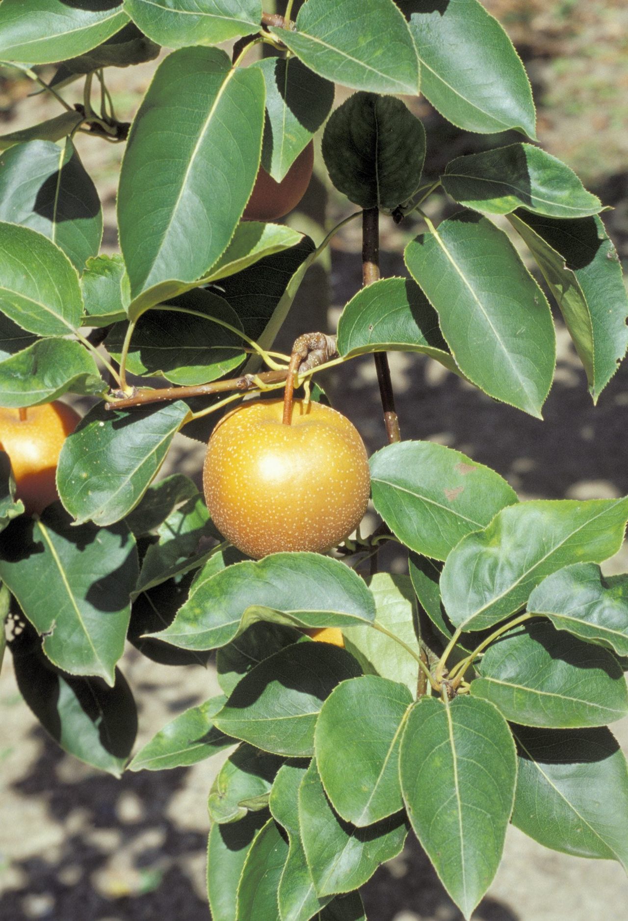 Asian Pear Tree