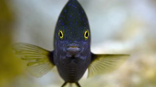 Jewel damselfish are becoming less territorial and less aggresive due to the presence of invasive rats on nearby islands.