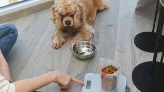 Weighing dog food