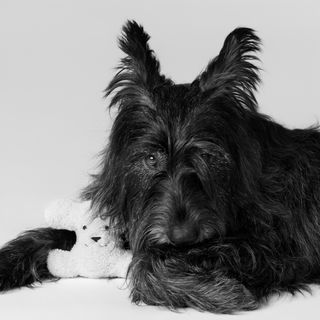 Dog with soft toy from Celine Hedi Slimane Dog Collection