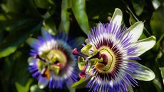 Passion flowers with purple and white blooms in a garden