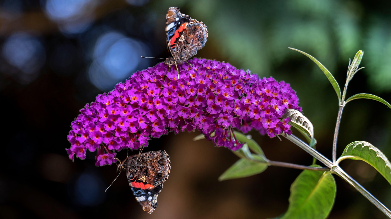 How to prune buddleia
