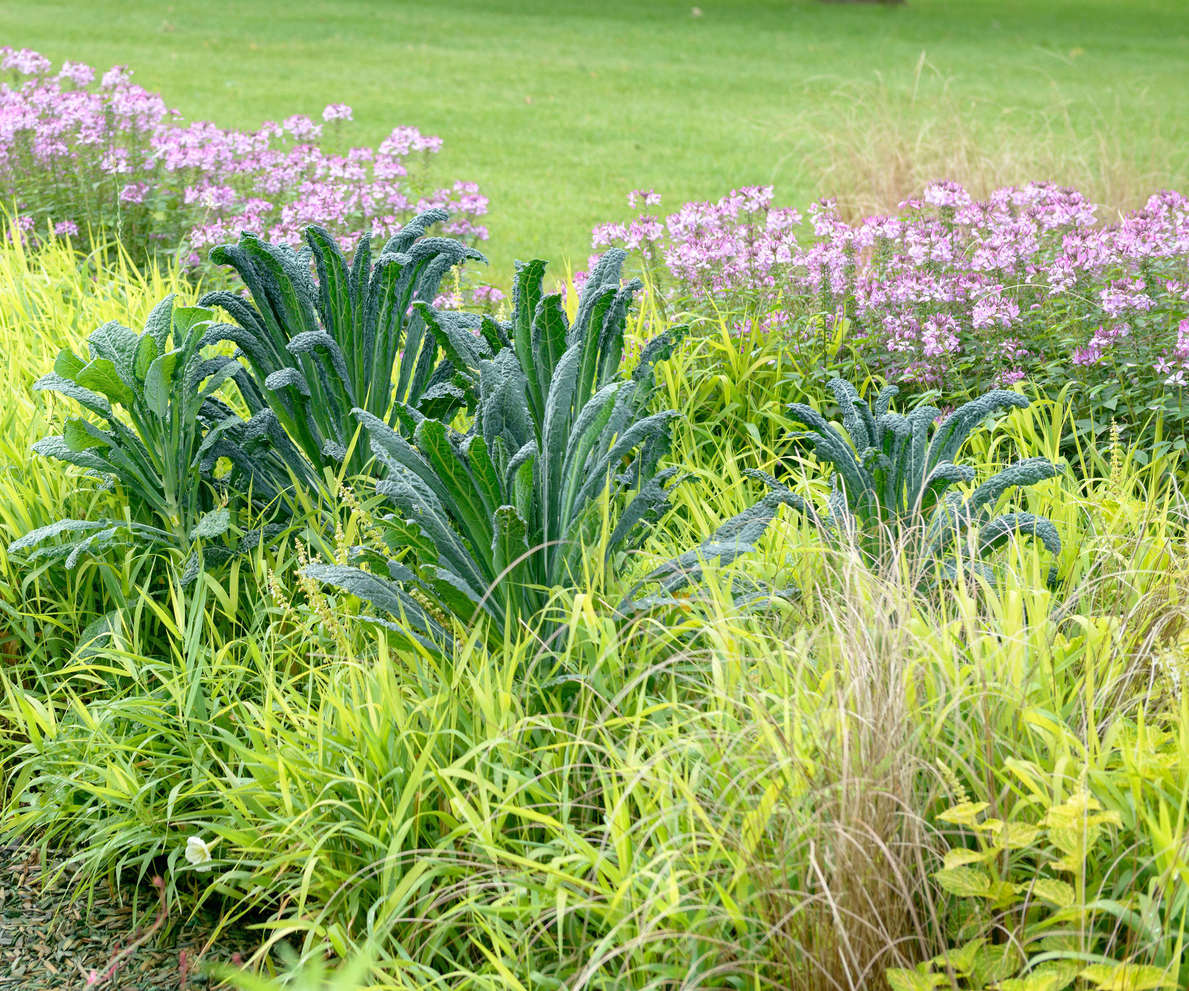 kale plants in ornamental border with lime green grass and pink flowers