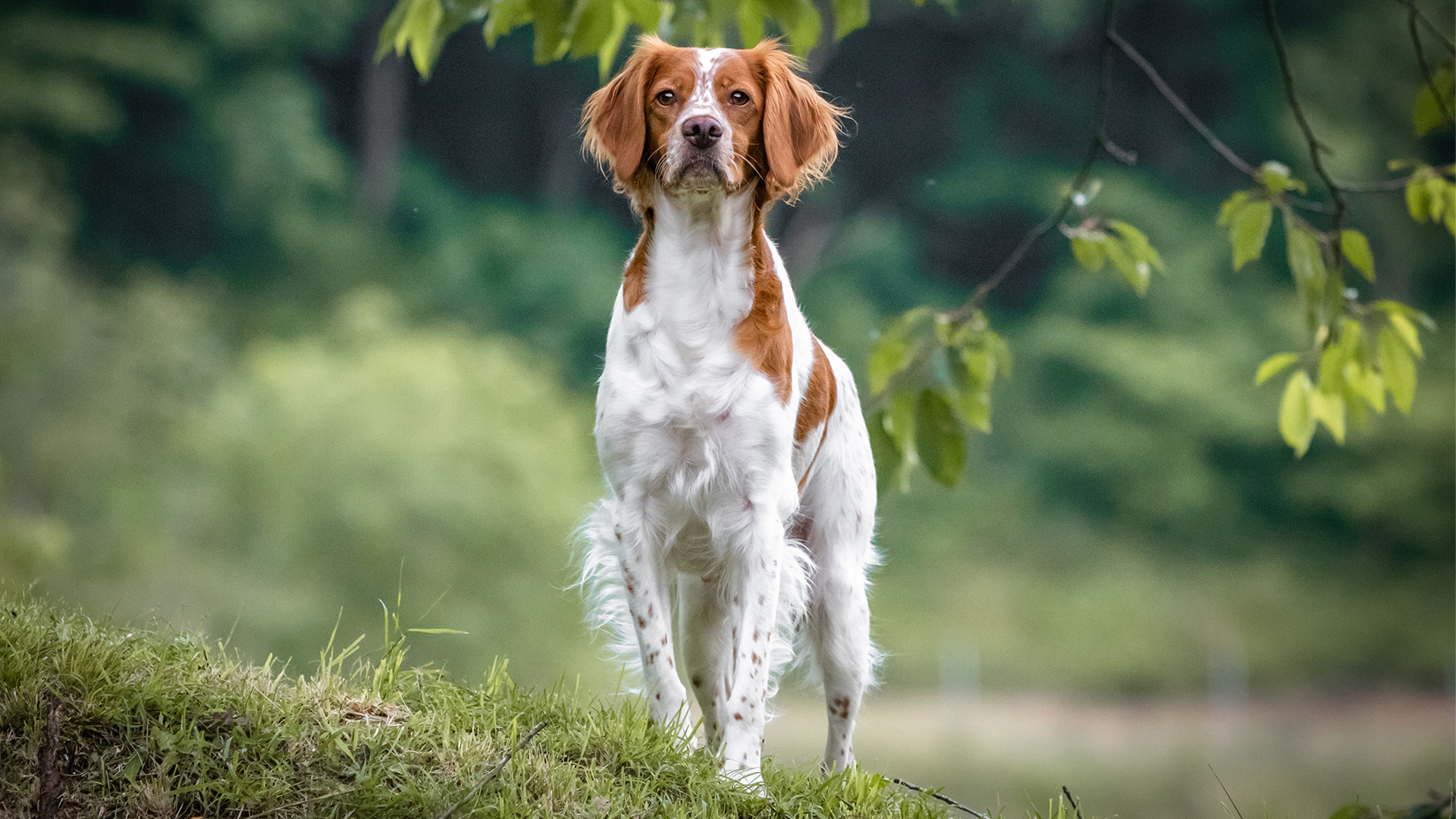 Brittany Spaniel standing facing camera
