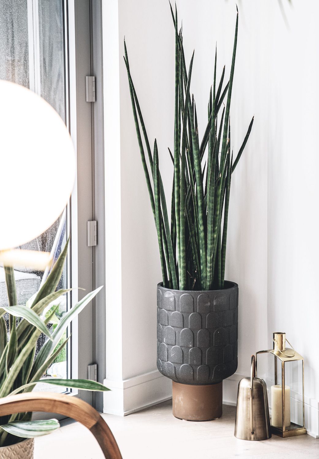 A thriving snake plant in a living room, an example of low-maintenance indoor plants