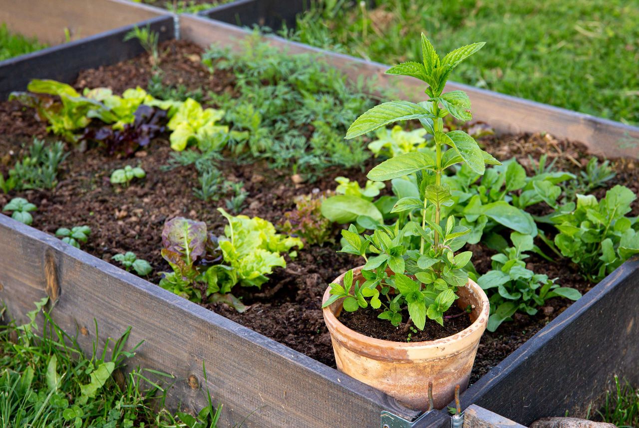 a mint plant in a container planted into a bed 