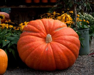 A large pumpkin is in a garden with some yellow Autumn daisies