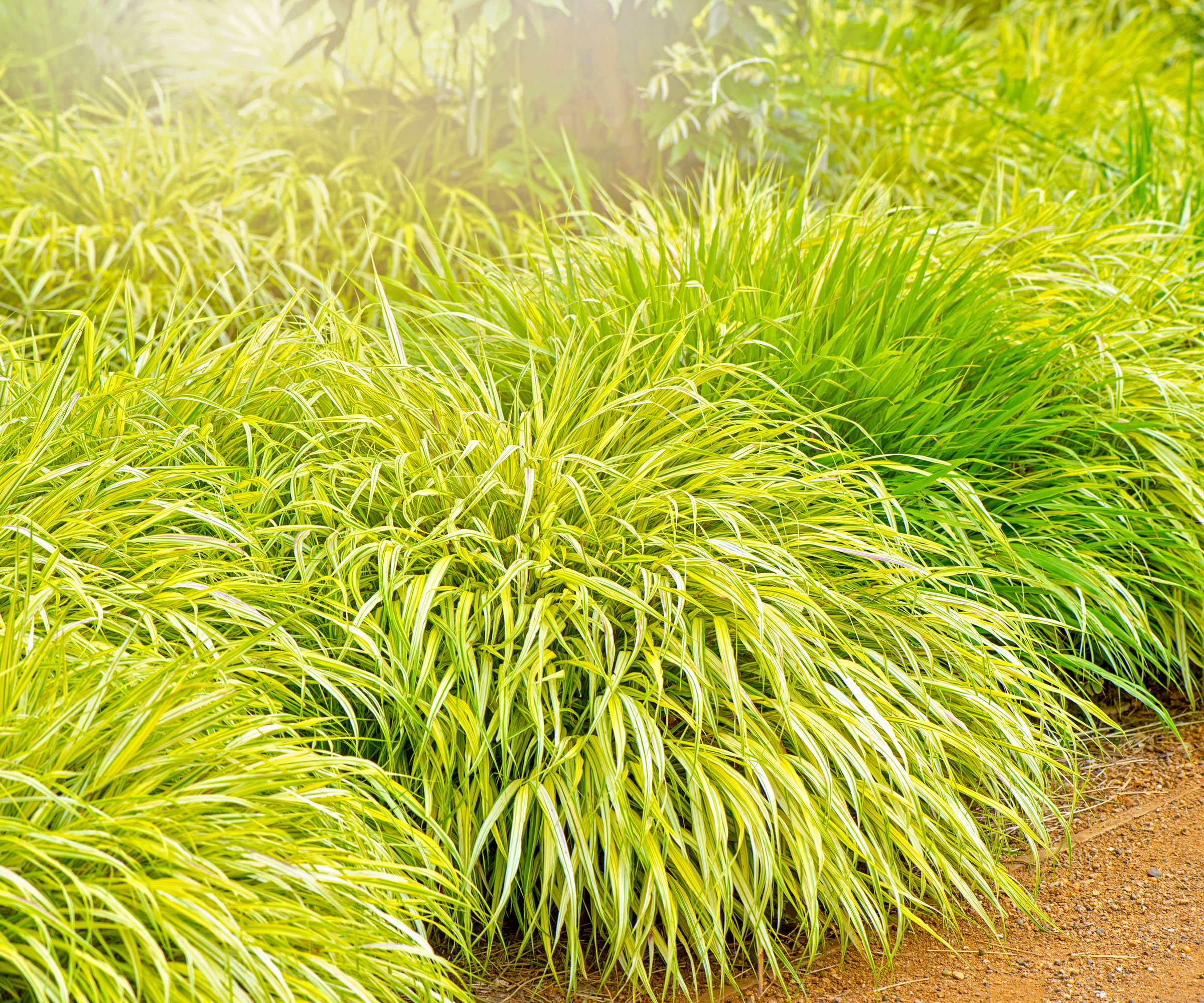 bright green Japanese forest grass plants