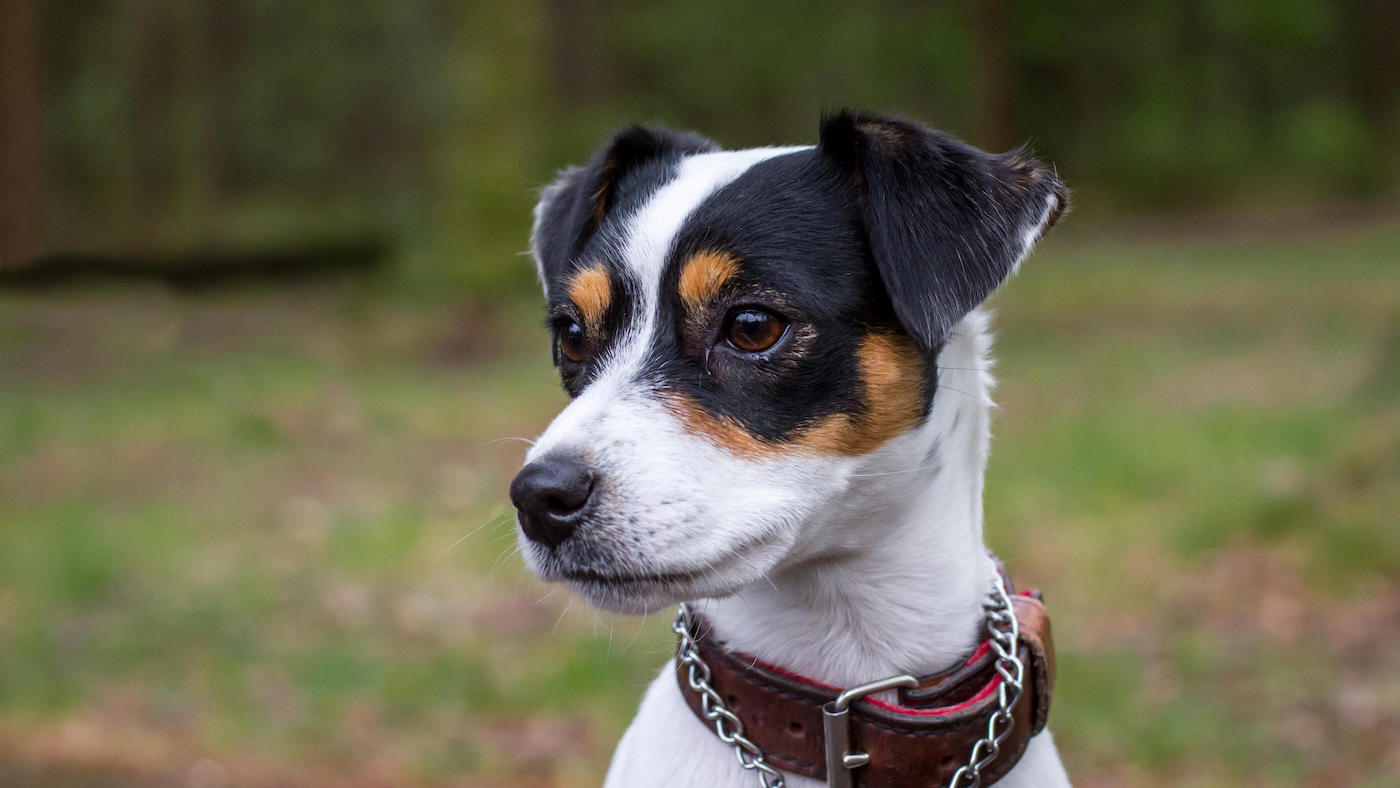 Parson Russell Terrier headshot