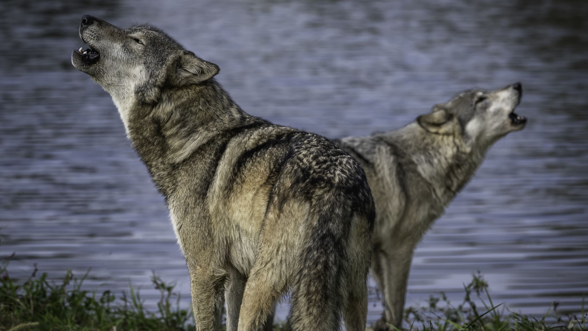 Wolves returned to Isle Royale National Park 5 years ago, and they’re ...