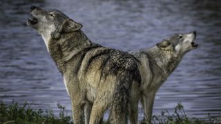 Two wolves howling