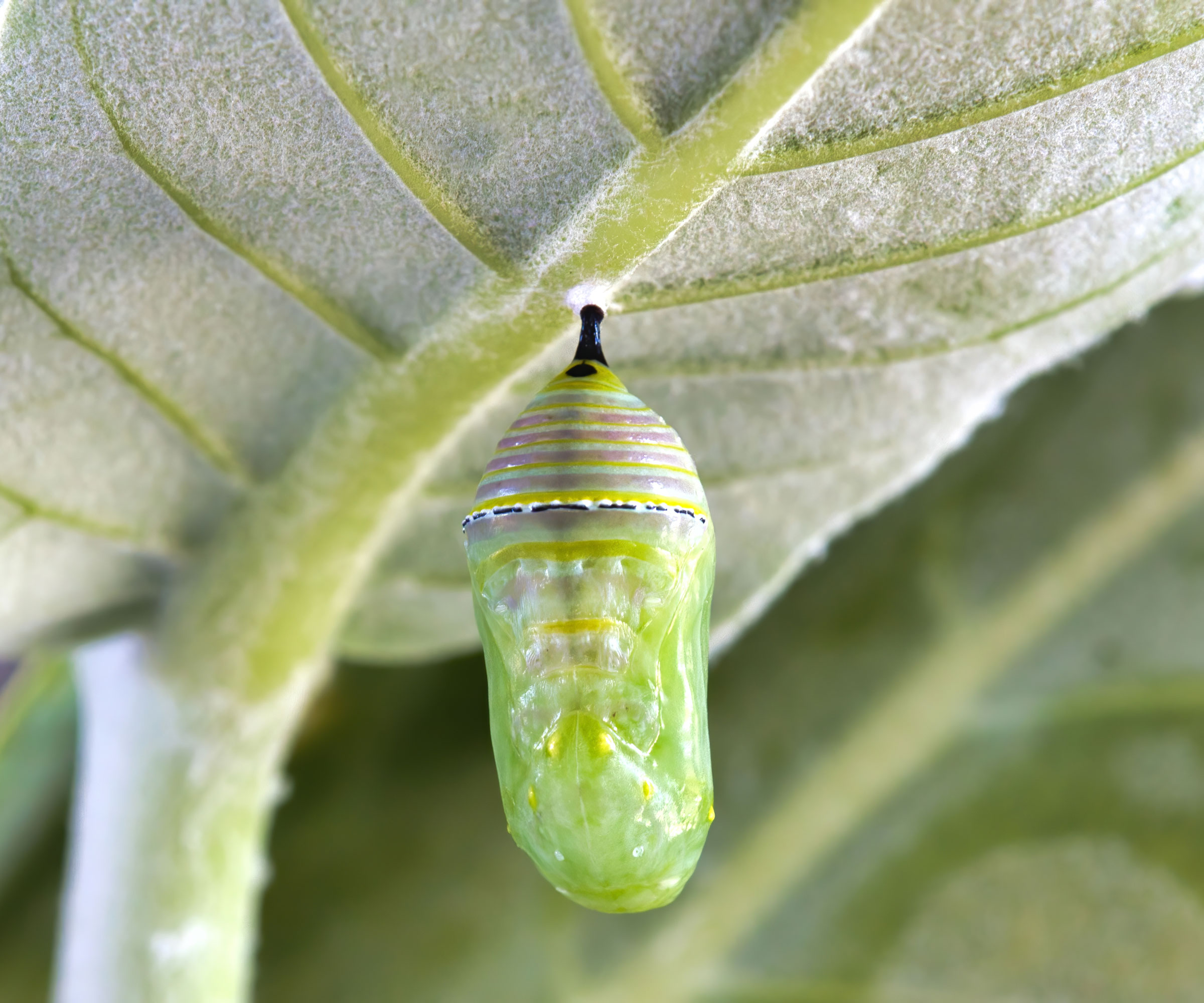 monarch butterfly chrysalis hanging from leaf