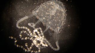 A close-up of a tiny translucent jellyfish against a black background 