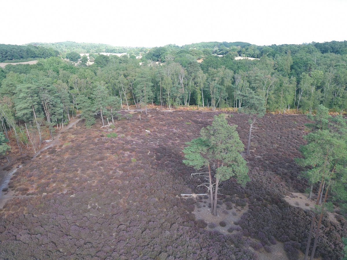 Aerial view of a heather-filled clearing on a sunny day