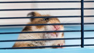 Hamster standing in cage