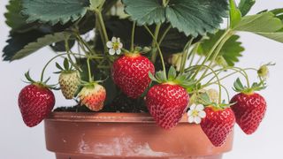 Strawberries grown in a pot