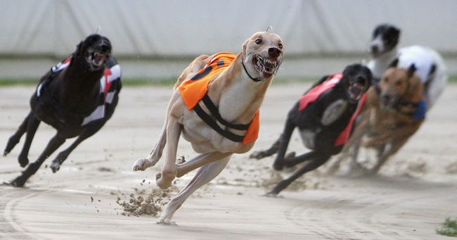 Dog racing