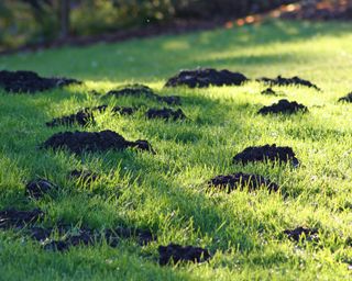Mole hills in early morning grass