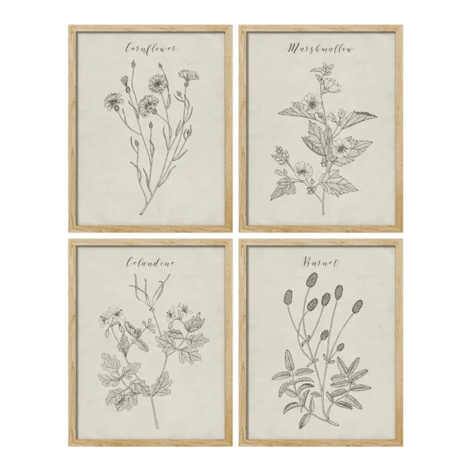 Set of four botanical prints in wooden frames
