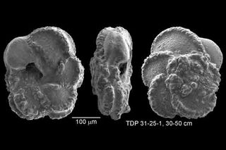  fine clay sediments that settled on the seafloor in this region during the Cretaceous ensured the excellent preservation of many types of microfossil shells