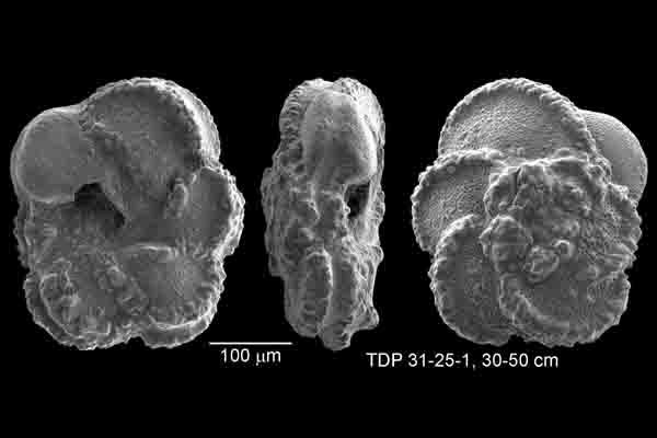  fine clay sediments that settled on the seafloor in this region during the Cretaceous ensured the excellent preservation of many types of microfossil shells