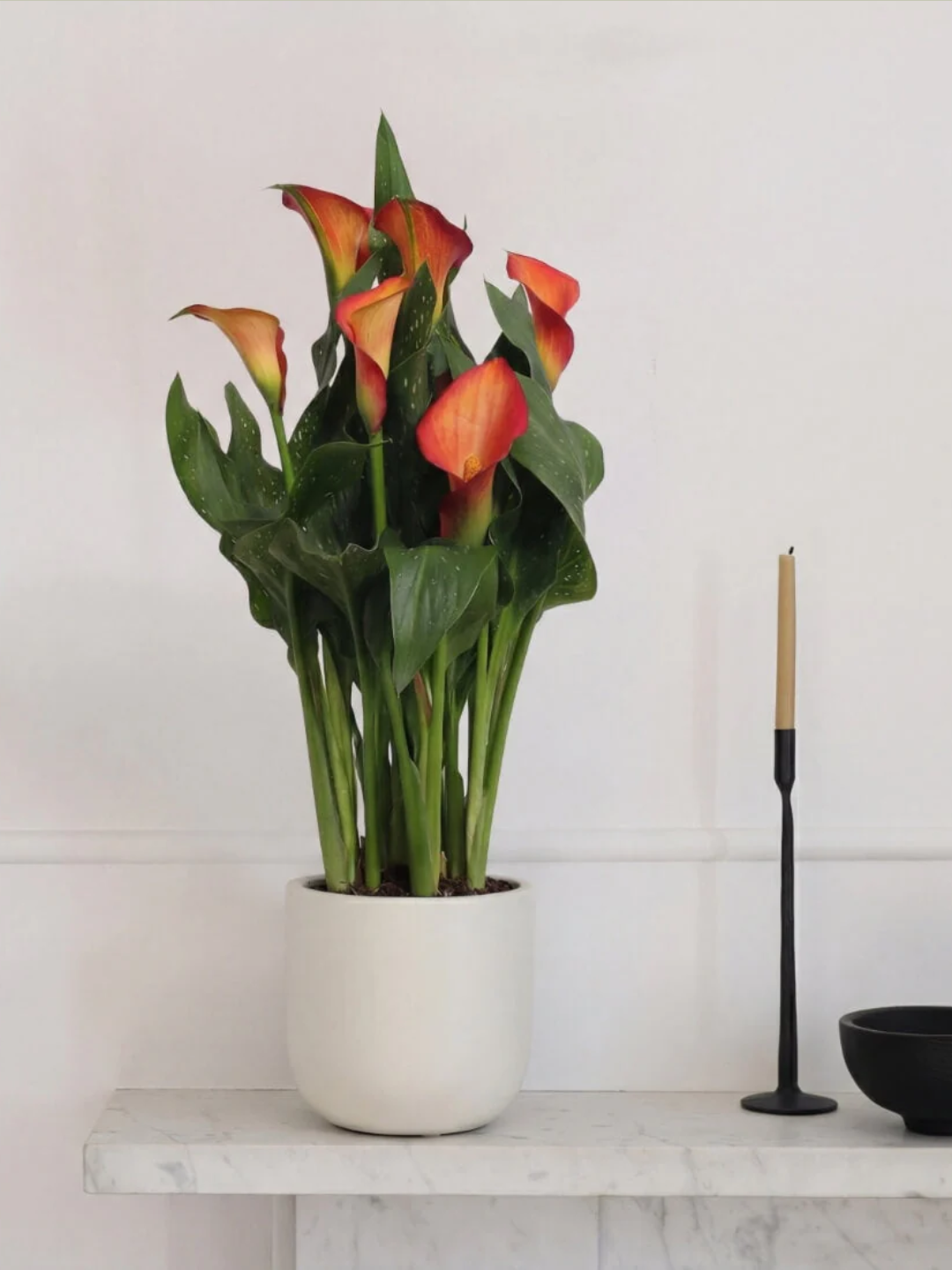 A potted orange calla lily on a mantel by a taper candle