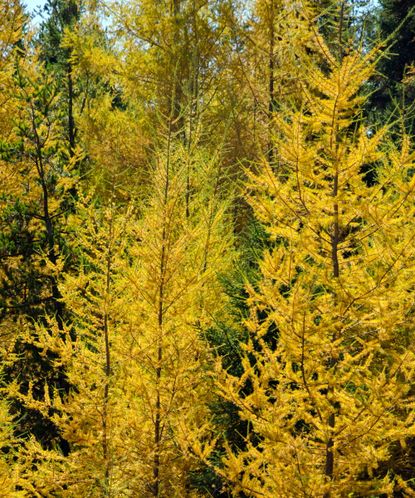 How to grow a tamarack tree: expert advice for colorful conifers ...