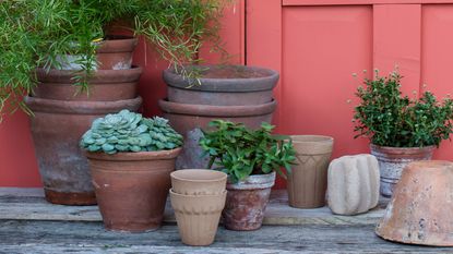 terracotta pots and plants up against a coral painted wall