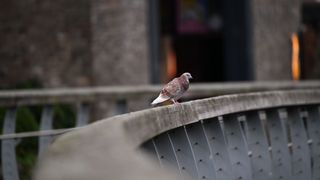 Pigeon perched on a wooden bridge with shallow depth of field