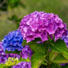 Close up of purple and blue hydrangea flowers