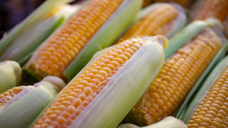 ears of corn