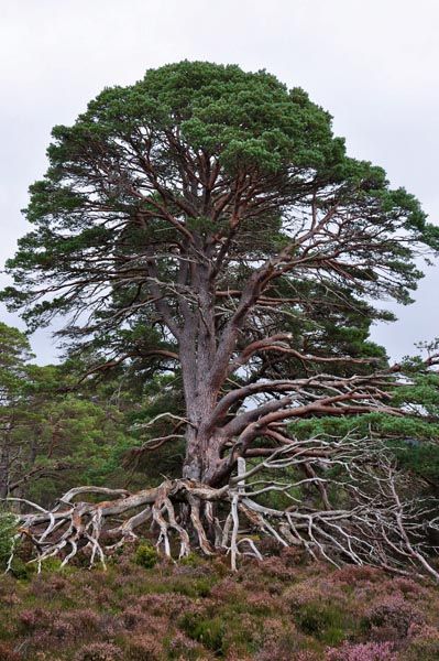 Amazing old Scots Pine