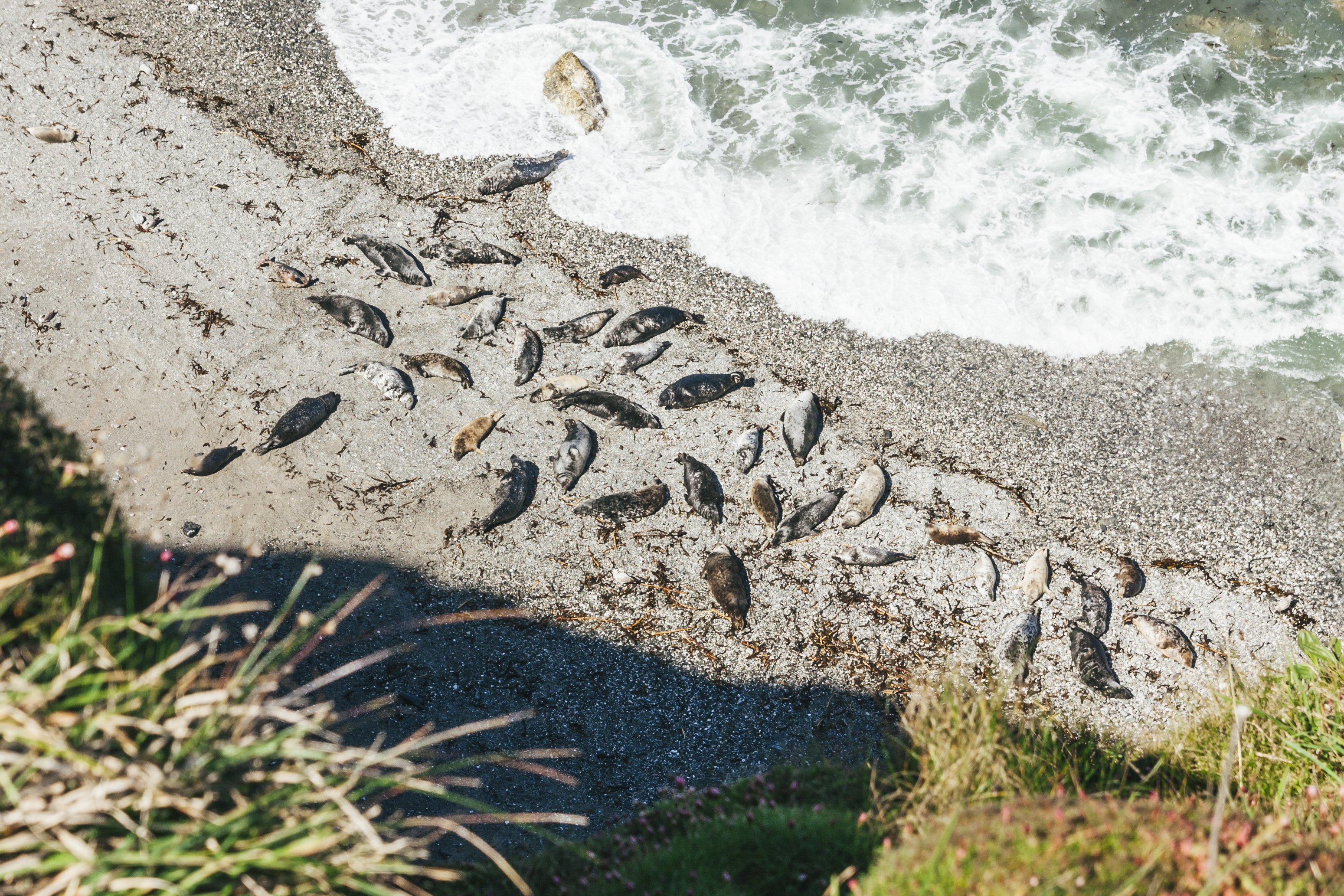 Grey Seals basking in the sun near Godrevy in Cornwall.