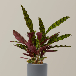 The Sill calathea