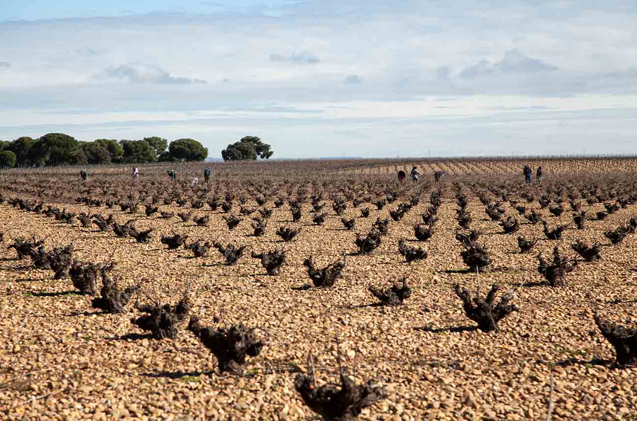 Arid conditions where vines grow at Bodega Cuatro Rayas