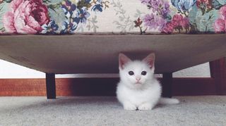 White cat sitting under sofa
